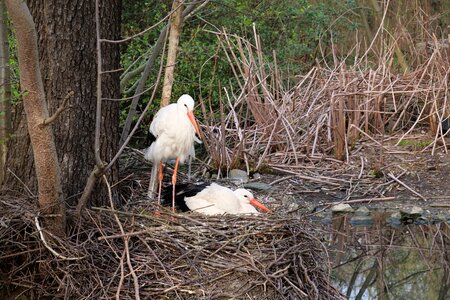 Stork rattle stork hatchery photo