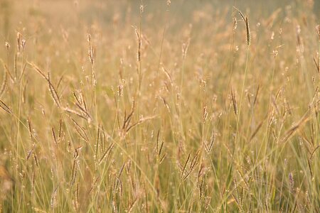 Nature a blade of grass background