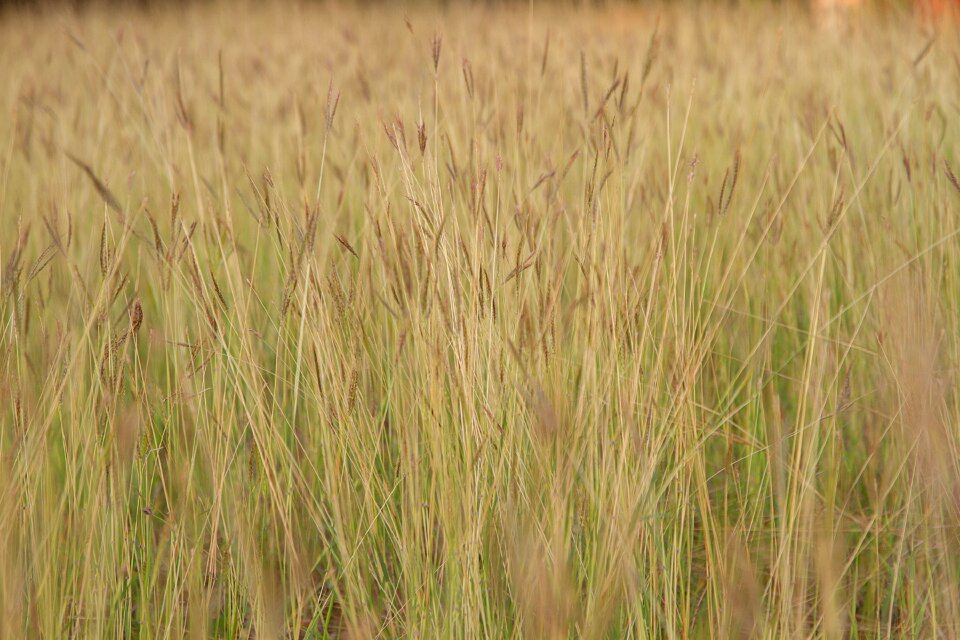 Nature a blade of grass background