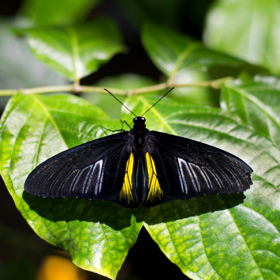 Golden birdwing butterfly houston cockrell butterfly center houstonmuseumofnaturalscience