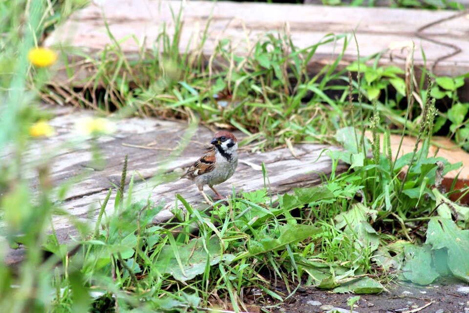 Little outdoors grass photo