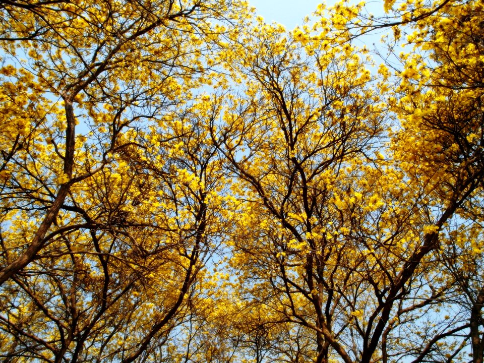Yellow tree wallpaper