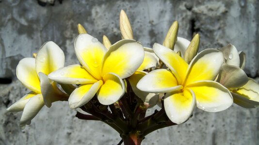 Tropical plant nature