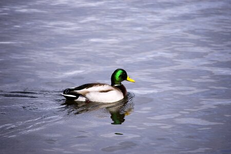 Lake swimming bend photo