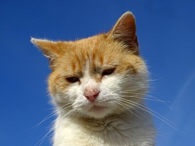 Domestic cat cat portrait redheaded photo