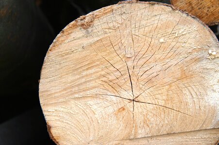 Background annual rings wood structure