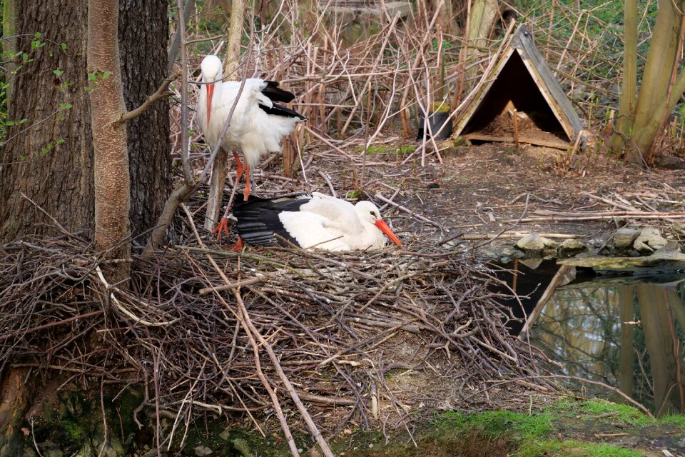 Animal animal world nest