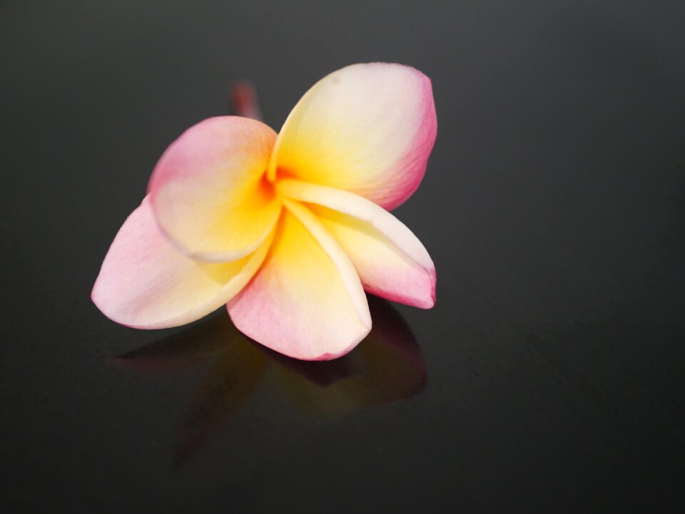 Nature blooming tropical