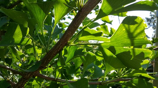 Growth nature fresh