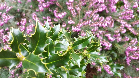 Plant nature garden