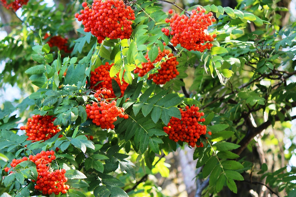 Berries red beautiful