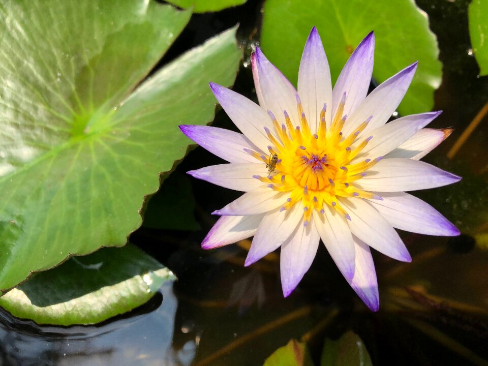 Flower plant green leafy sub