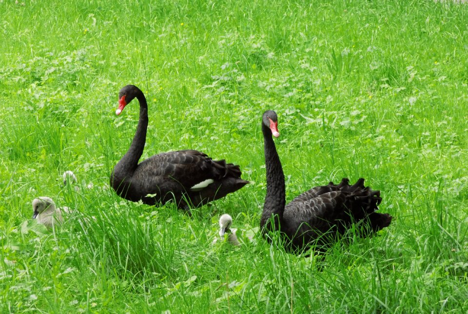 Animal feather swan