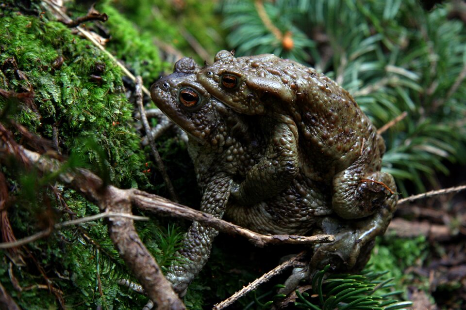 Frog our environment