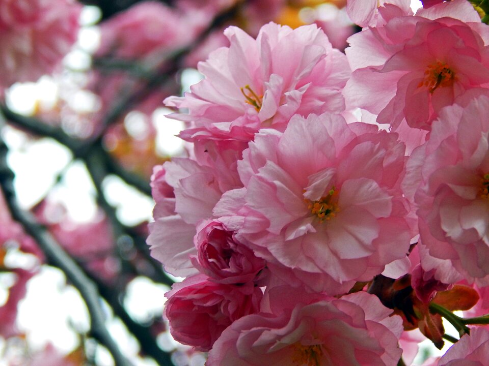 Cherry garden spring