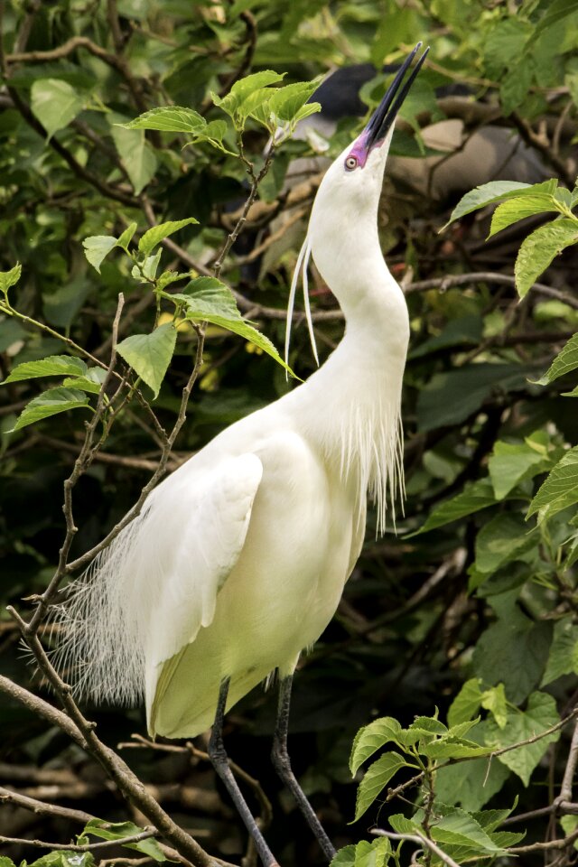 Animal feather outdoors photo