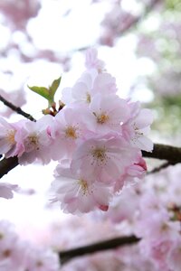 Flower branch tree photo