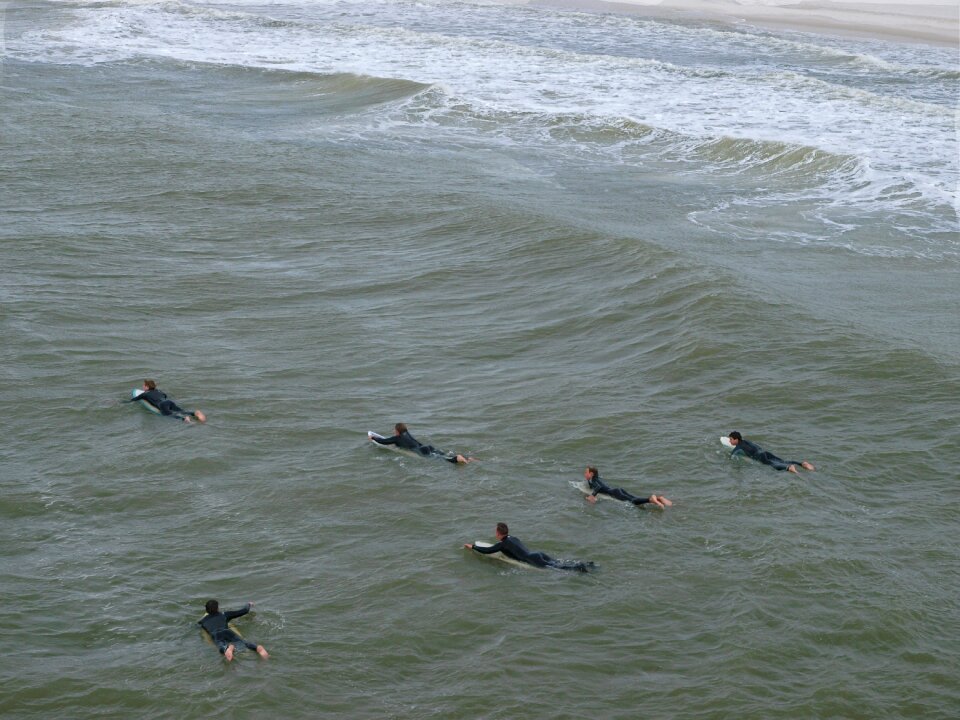 Ocean bird wave