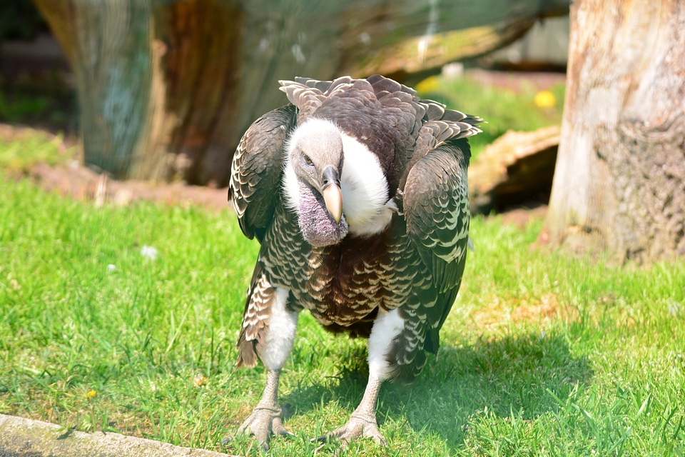 Sperber vulture ass eater large
