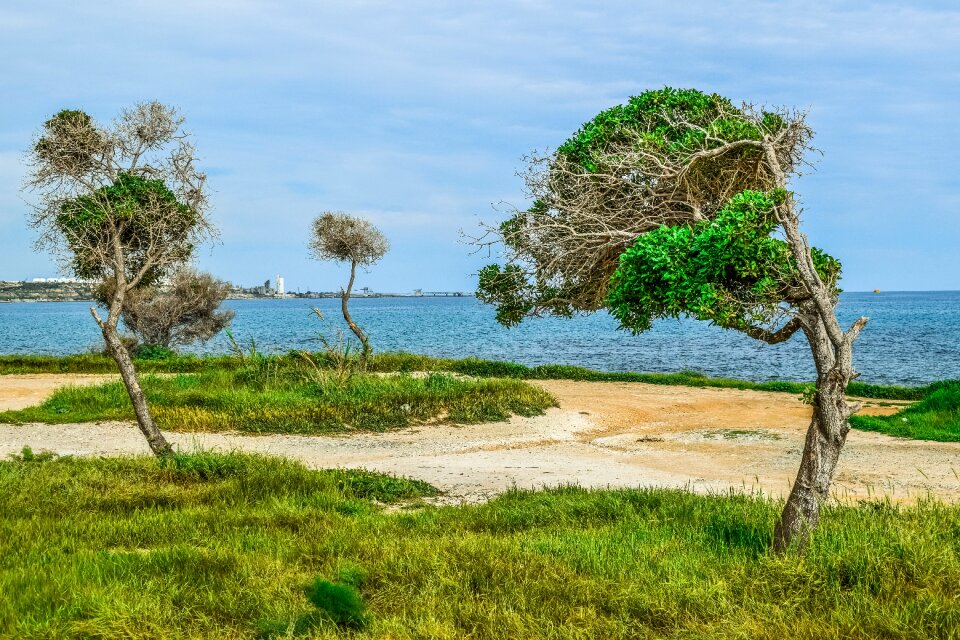 Sky seashore grass