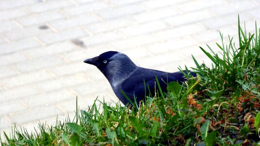 Nature birds Free photos