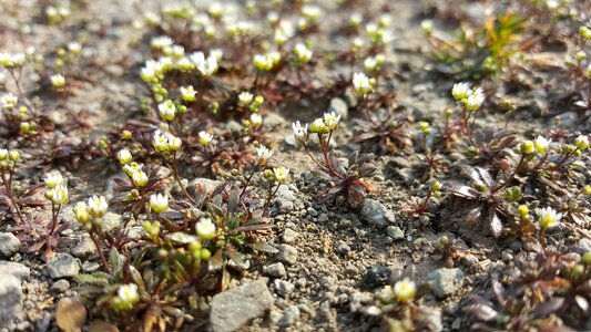 Little outdoors blooming