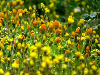 Field summer lawn