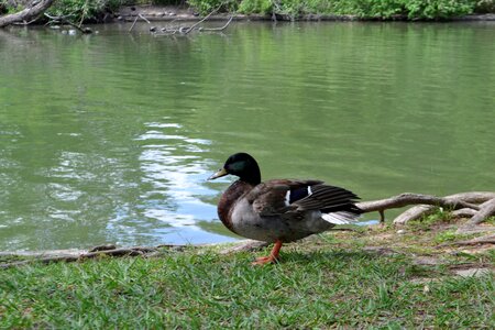 Duck pool bird photo