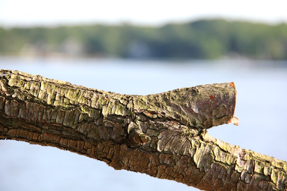 Wood trunk bark