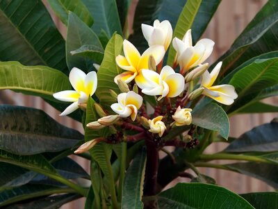 Tropical plant nature