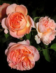 Blooms plat garden