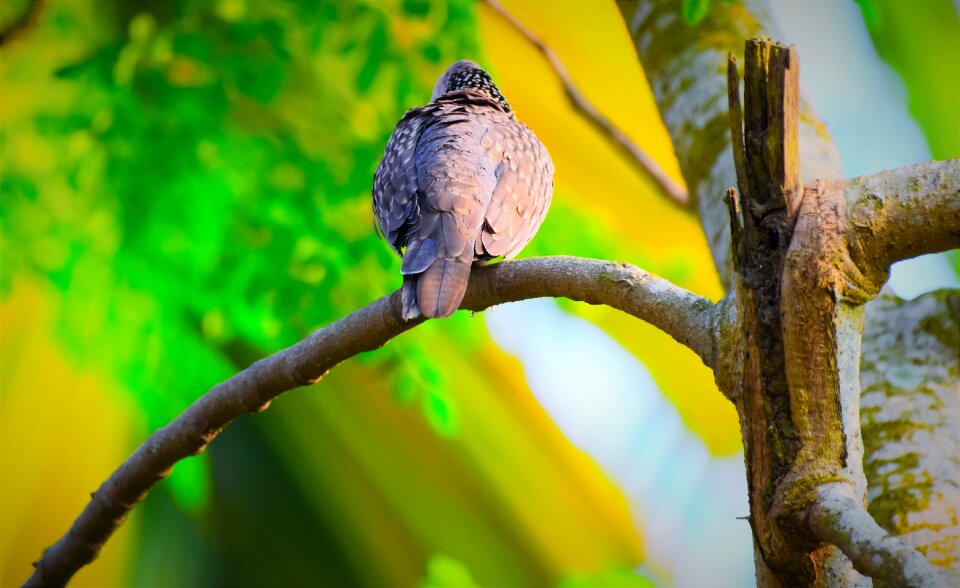 Wildlife animal