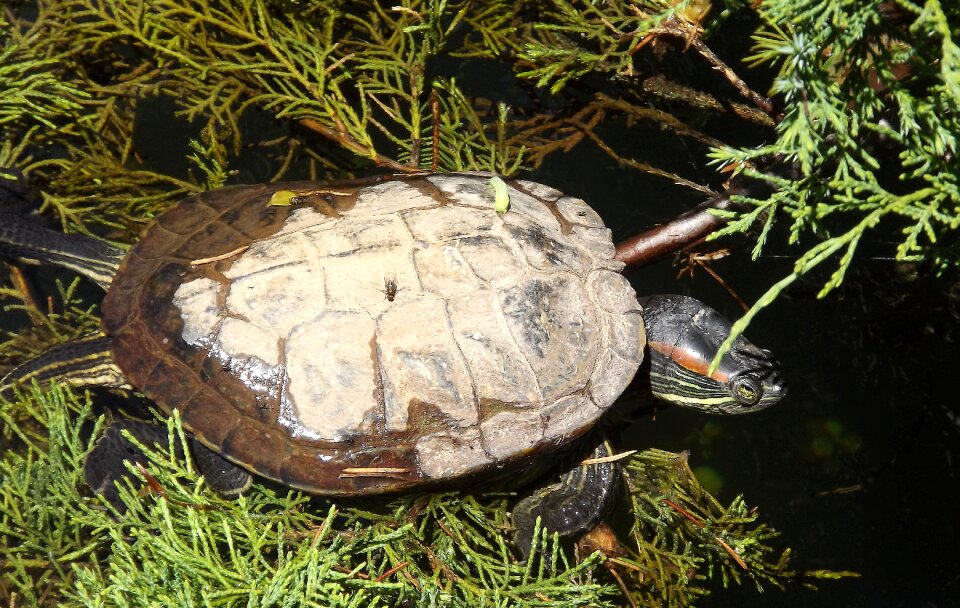 Turtles czerwonolicy armor