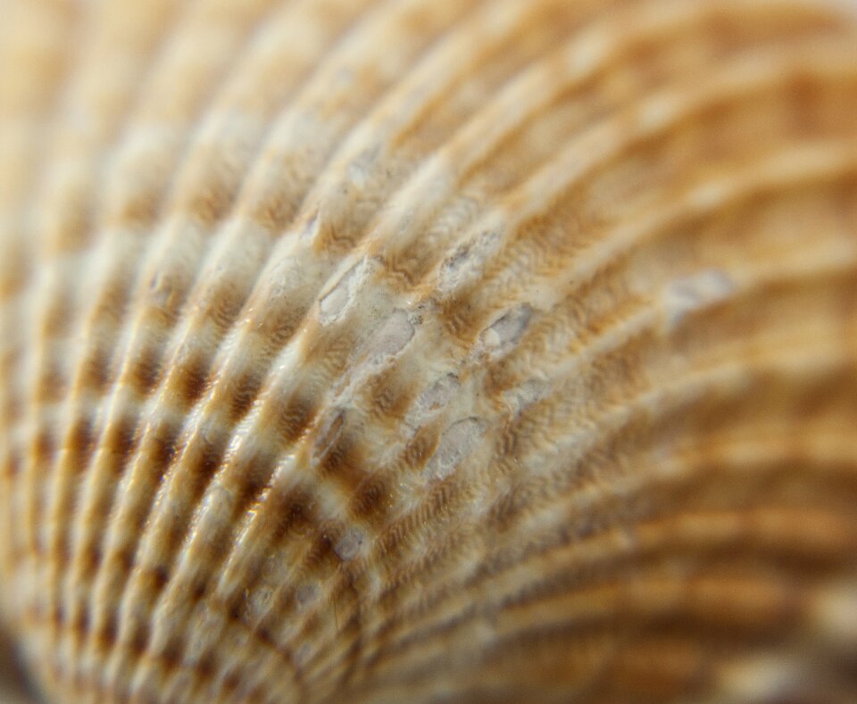 Crustaceans sea shells