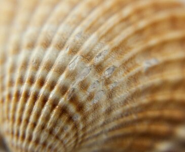 Crustaceans sea shells photo