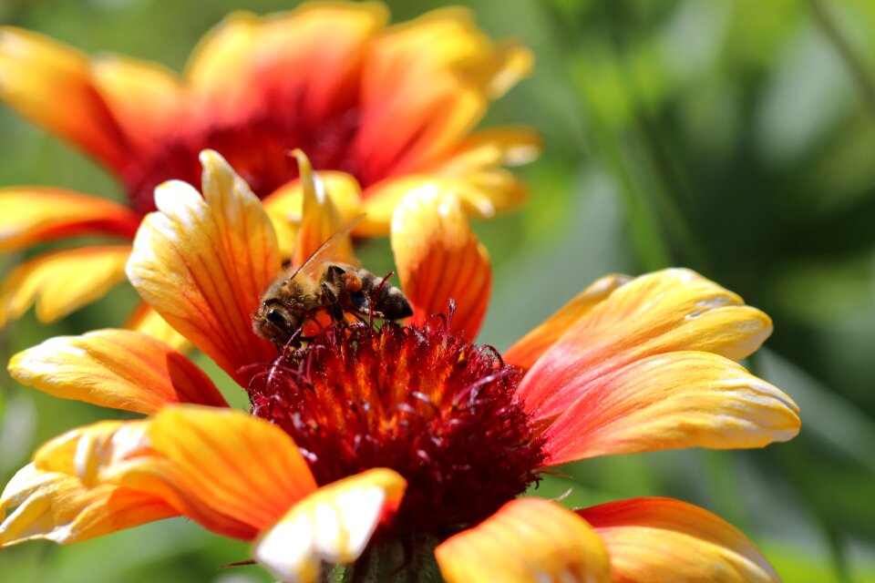 Bloom bloom garden