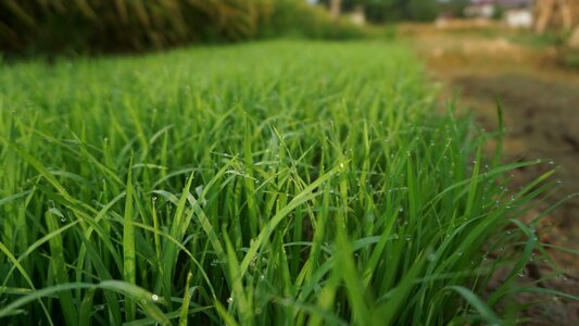 Nature plant rice