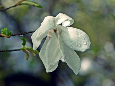 Tree leaf magnolia
