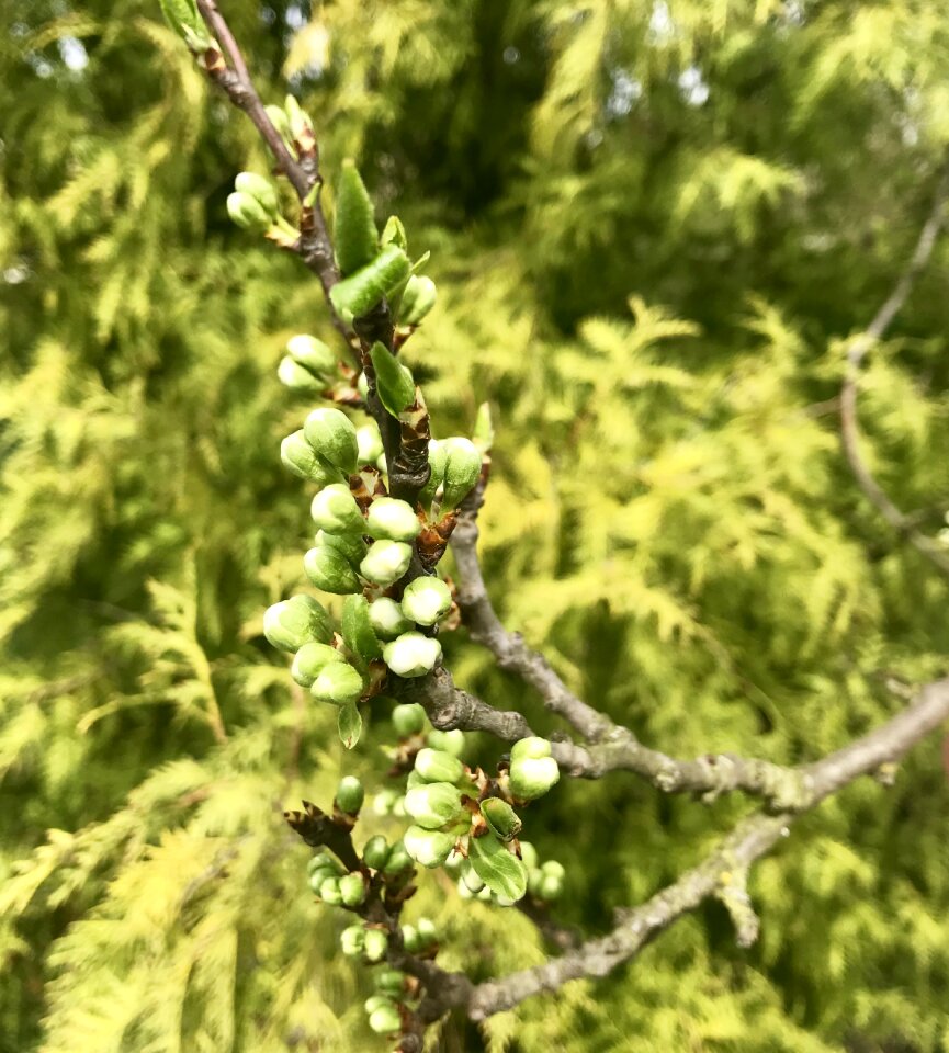 Green awakening nature the branch of a tree
