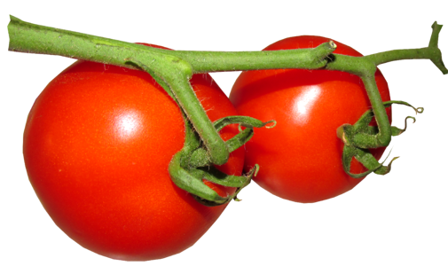 Vegetarian cooking organic