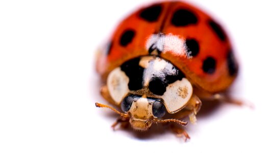 Desktop nature beetle