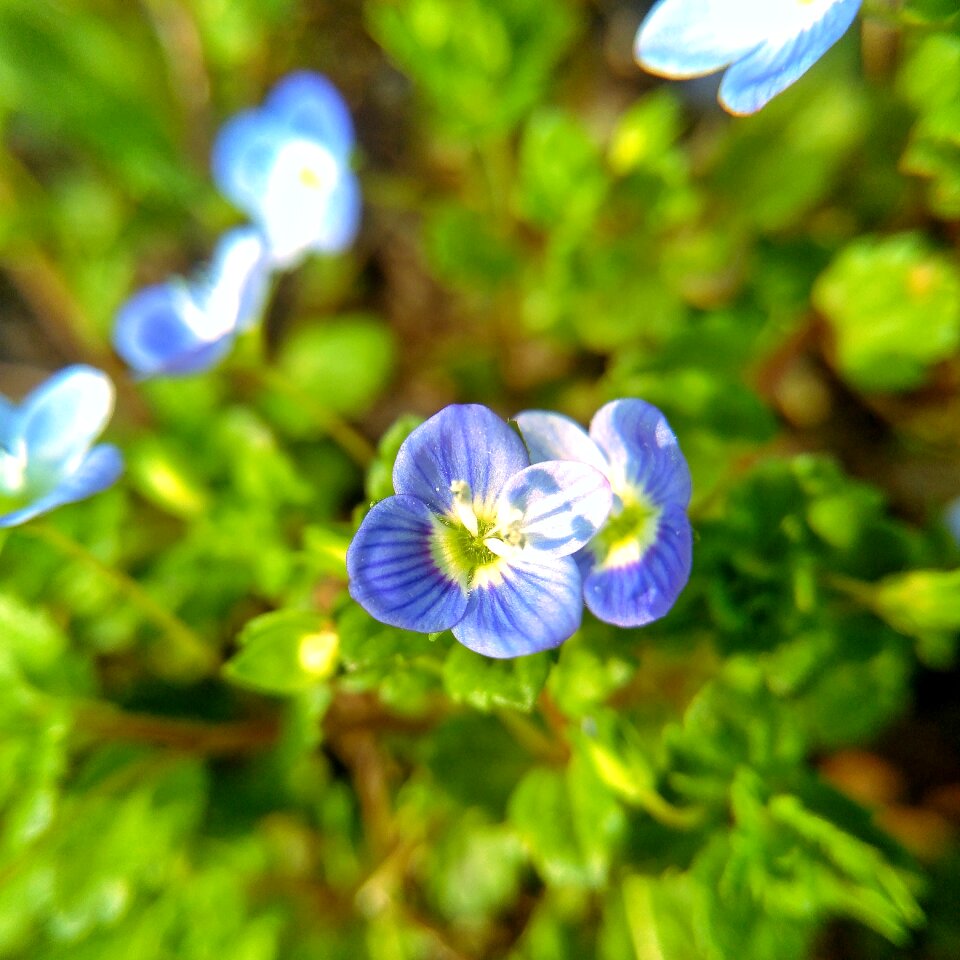 Plant flower environment