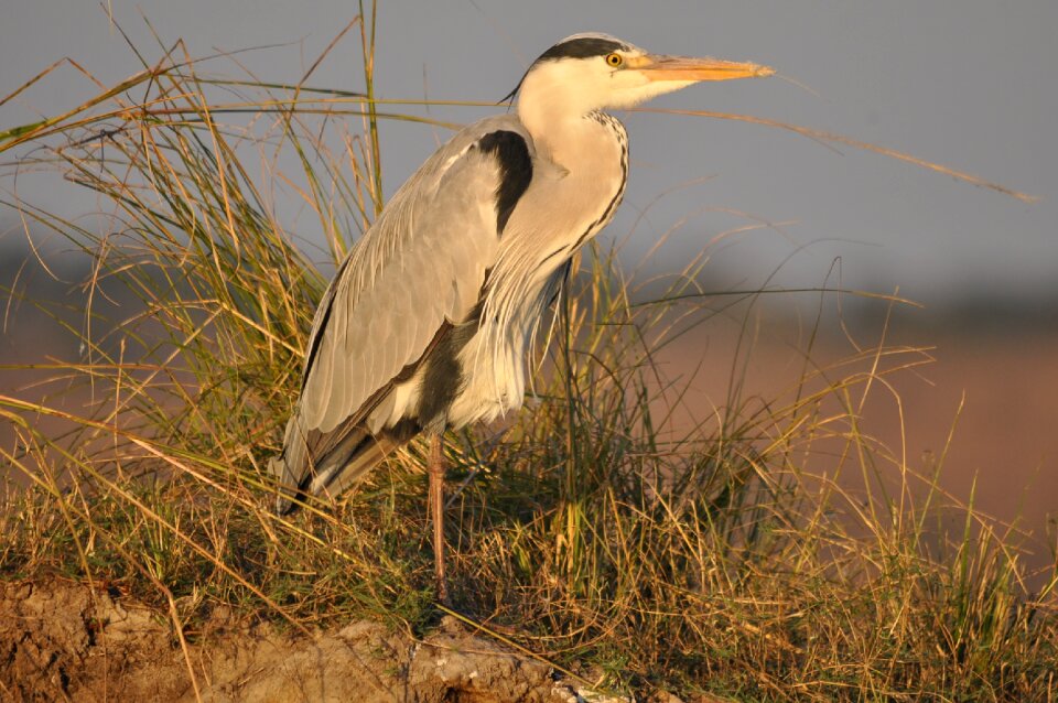 Nature marsh animal