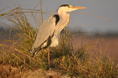 Nature marsh animal - Free photos on creazilla.com