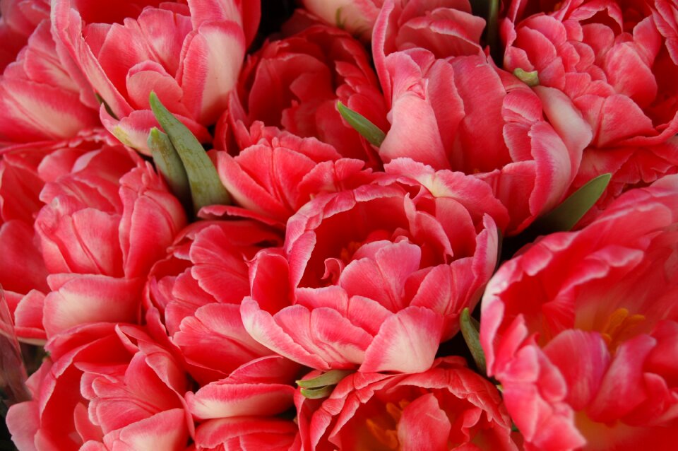 Floral bloom tulip