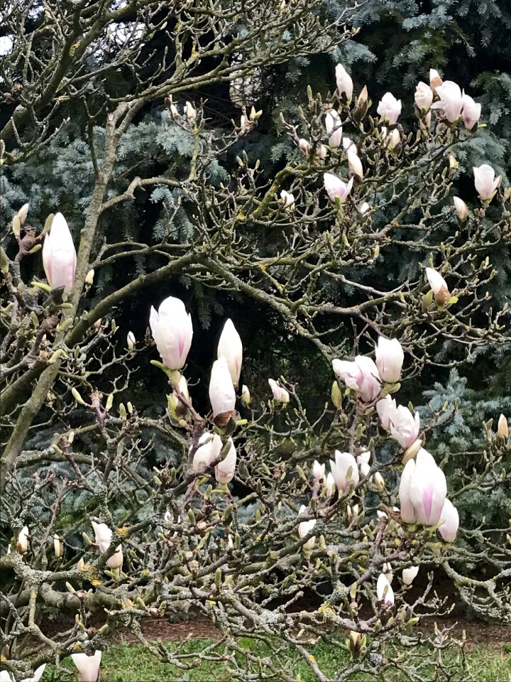Beauty in bloom bush awakening nature