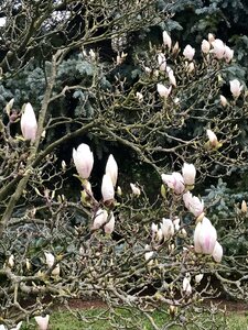 Beauty in bloom bush awakening nature photo