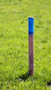 Meadow plant growth