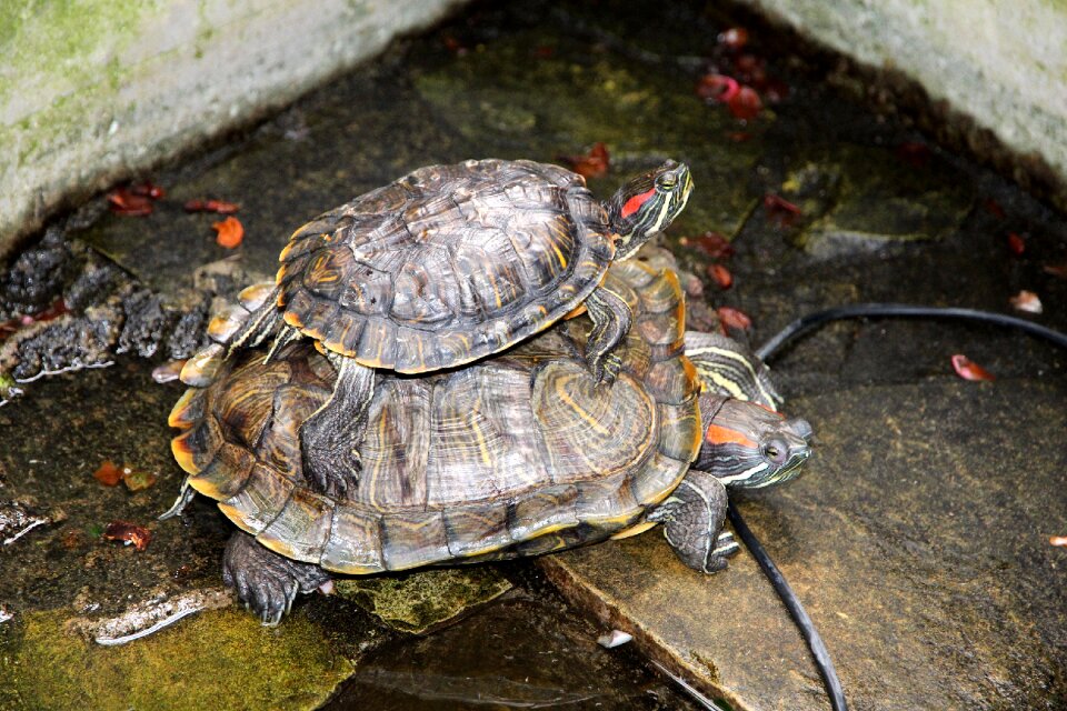 Nature animals shell