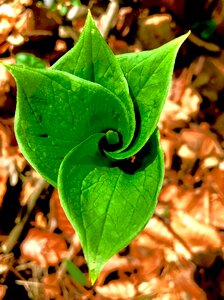 Plant close up garden photo